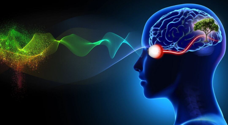 5 Senses and the Brain, Oodo™