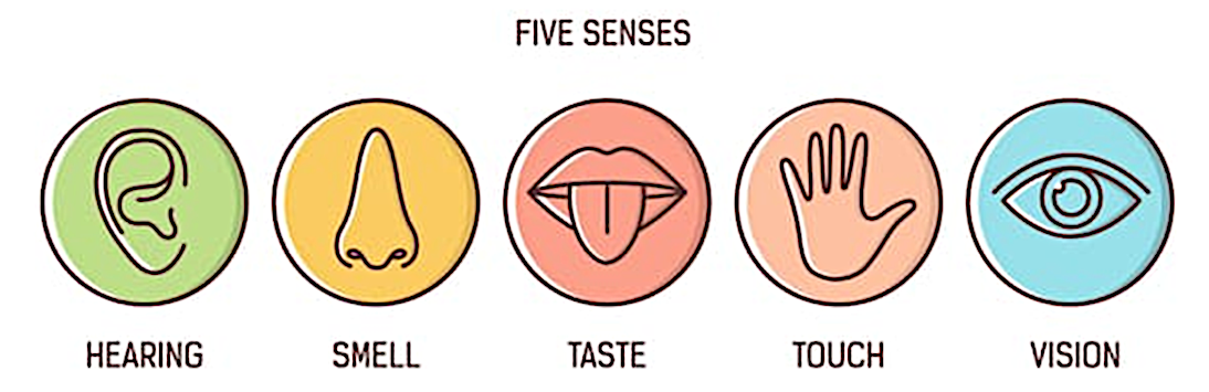 The five senses, hearing, smell, taste, touch, vision, Oodo™