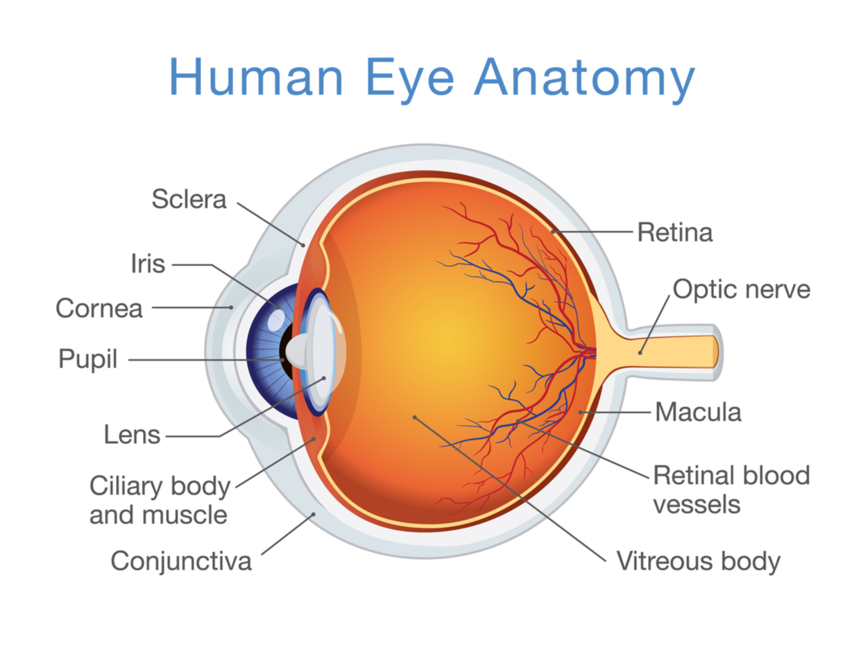 human eye anatomy, opticians, sight test, retina, optic nerve, Oodo™