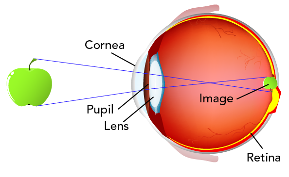 5 Senses, Eyes, Normal Vision, Cornea, Retina, Oodo™